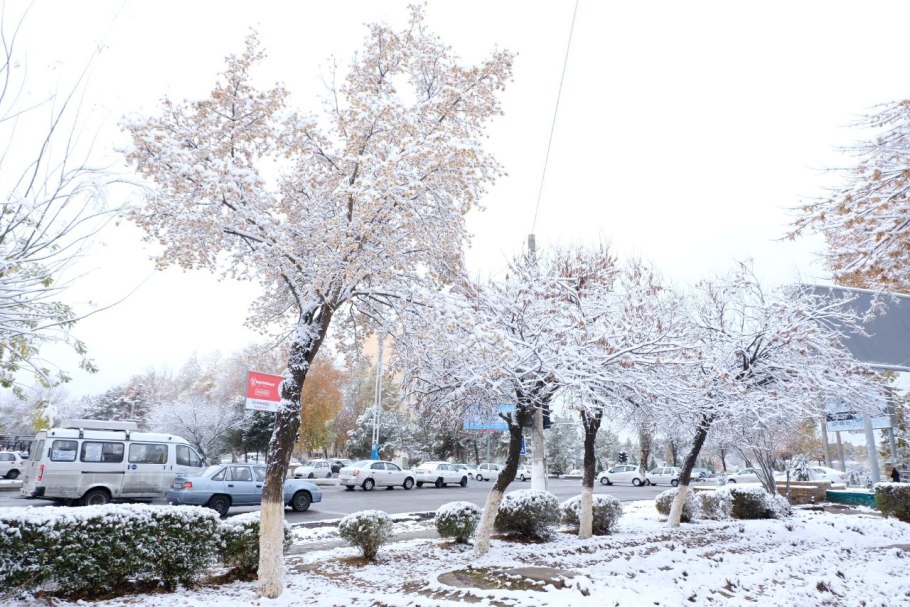 Зима парк дерево