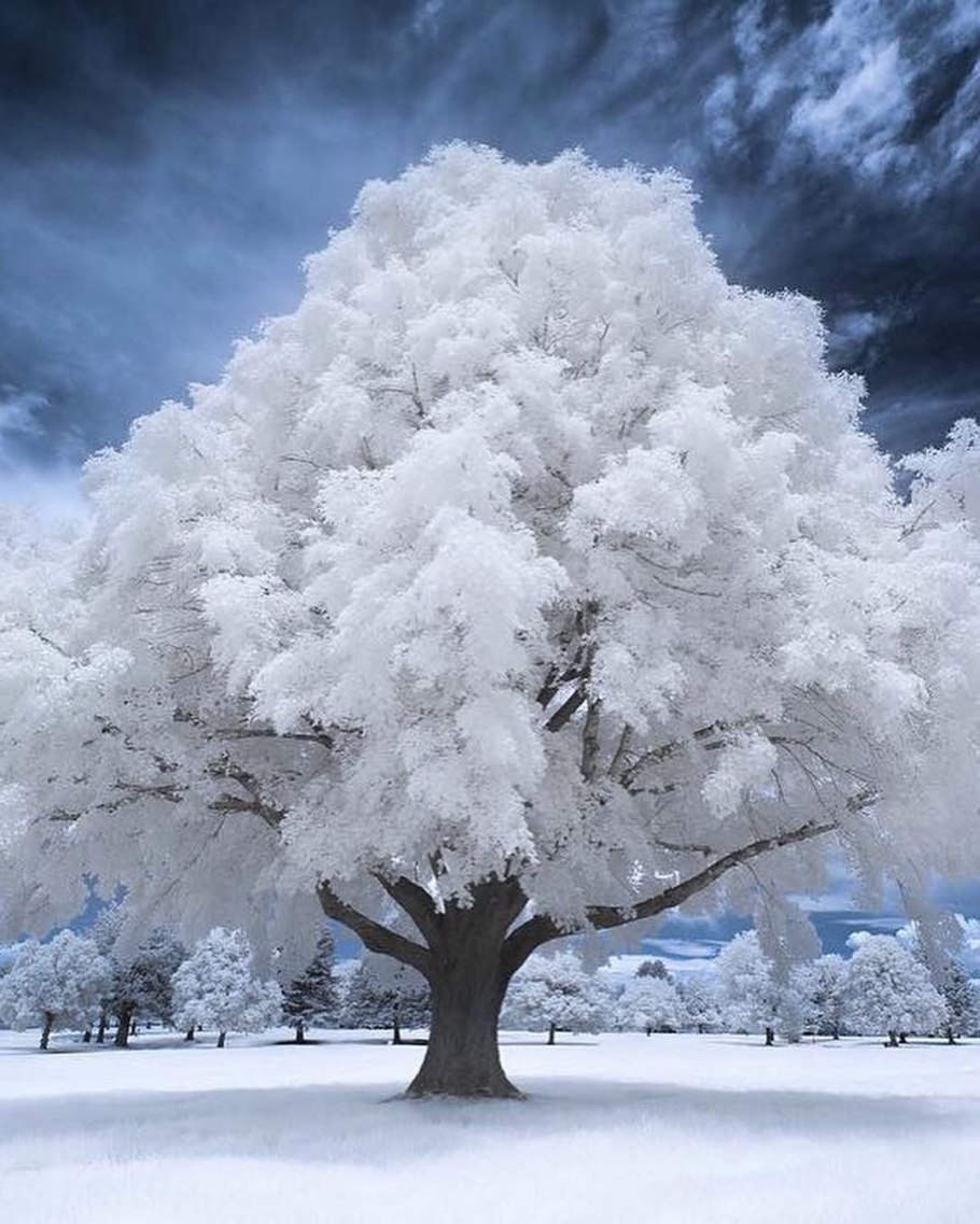 Береза поздней осенью