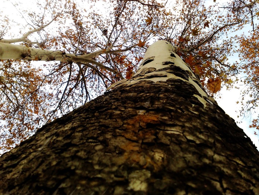 Платан дерево кора