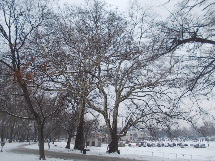 Платон Западный сикамора