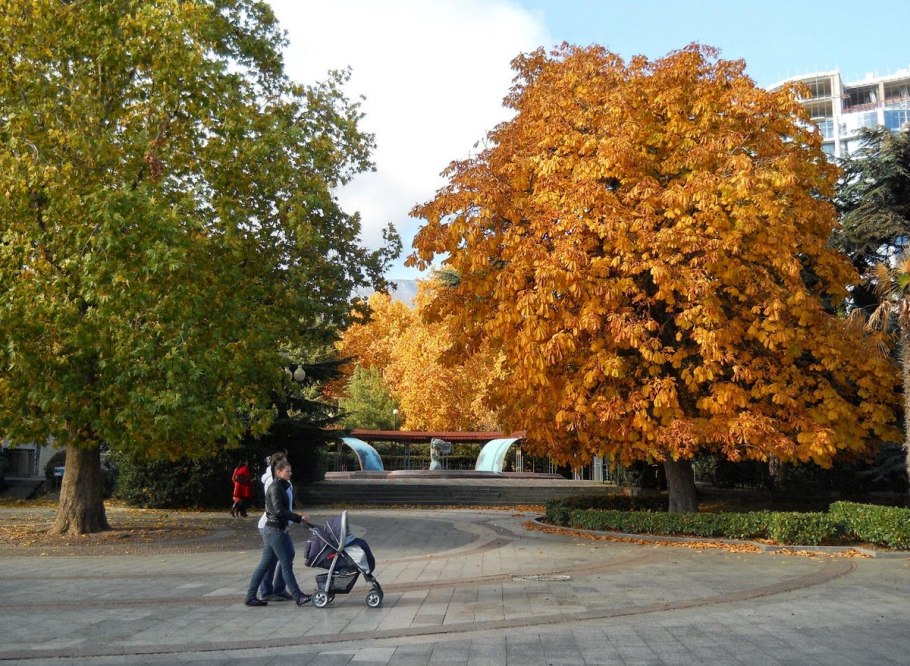 Платан Райта