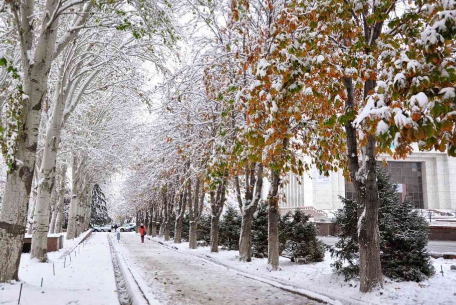 Деревья зимой