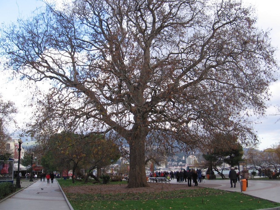 Осенние листья в снегу
