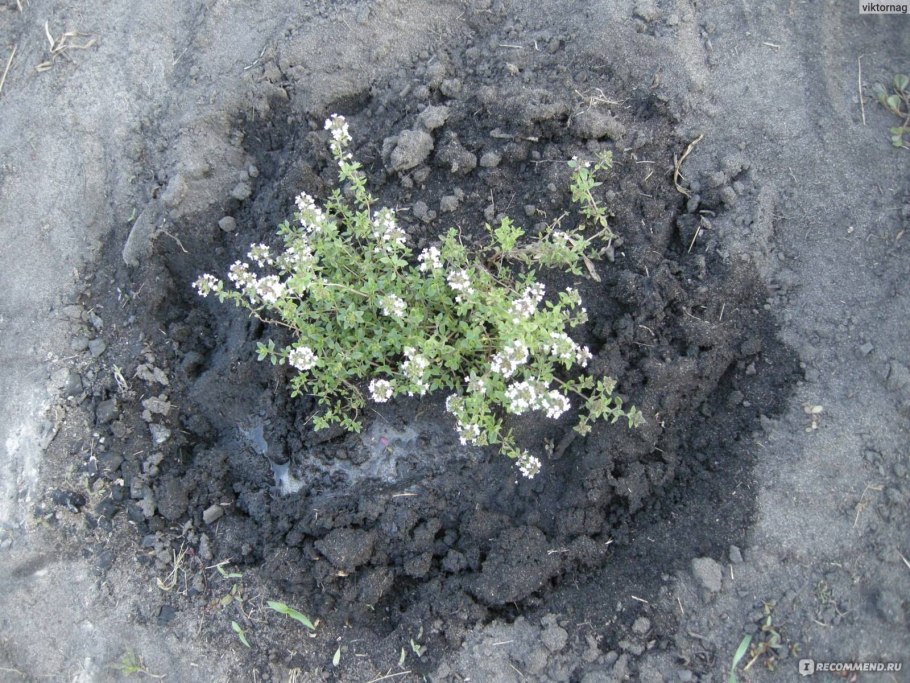 Тимьян ползучий Росток