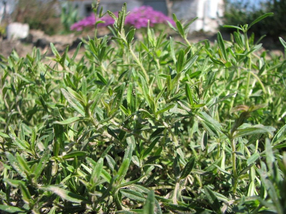 Тимьян малолистный