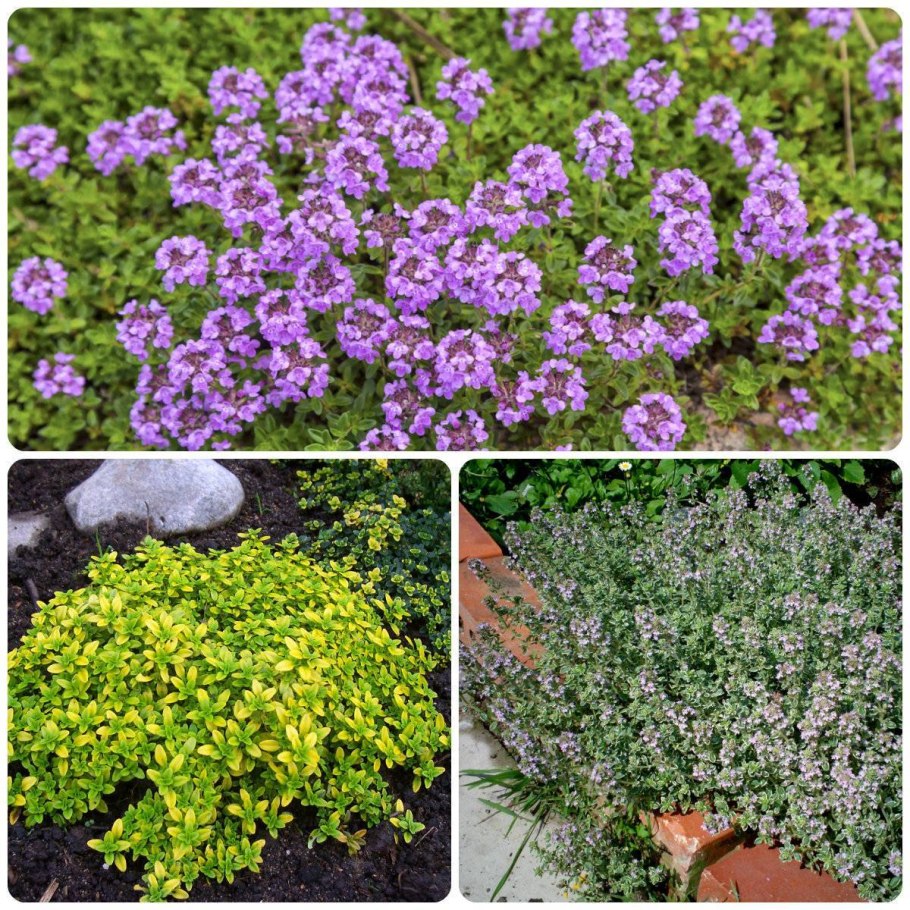 Тимьян ползучий Криспин