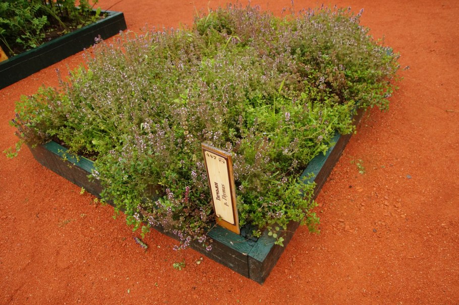 Тимьян лимоннопахнущий