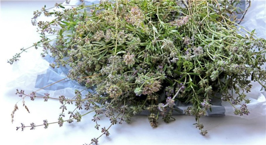 Тимьян ползучий ГФ