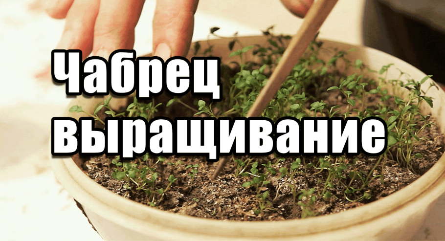 Базилик тимьян розмарин