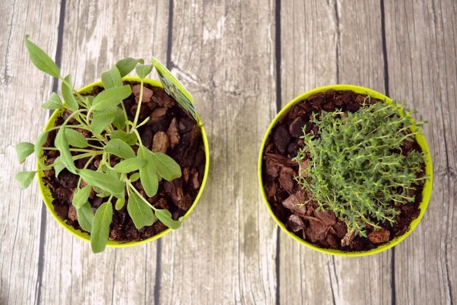 Чай с Богородской травой