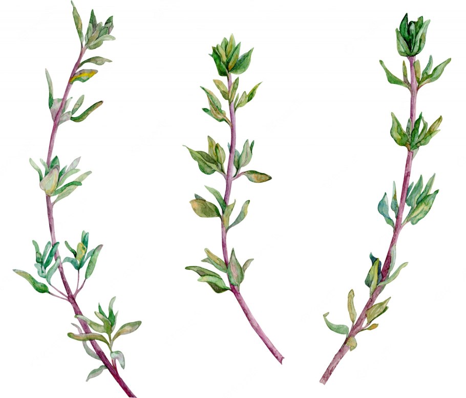 Тимьян ползучий размножение