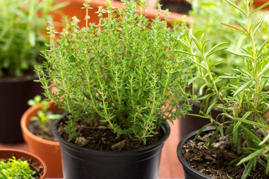 Тимьян ползучий Альба