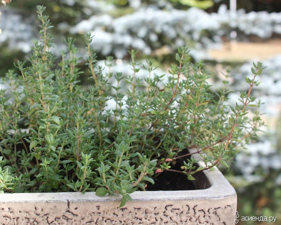 Тимьян в горшке