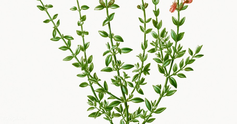 Тимьян и орегано