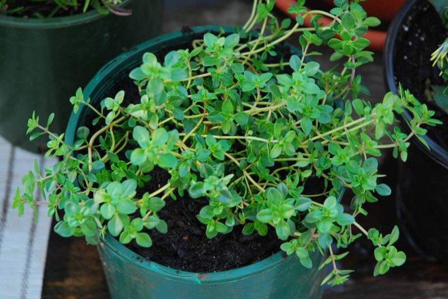 Тимьян зимой