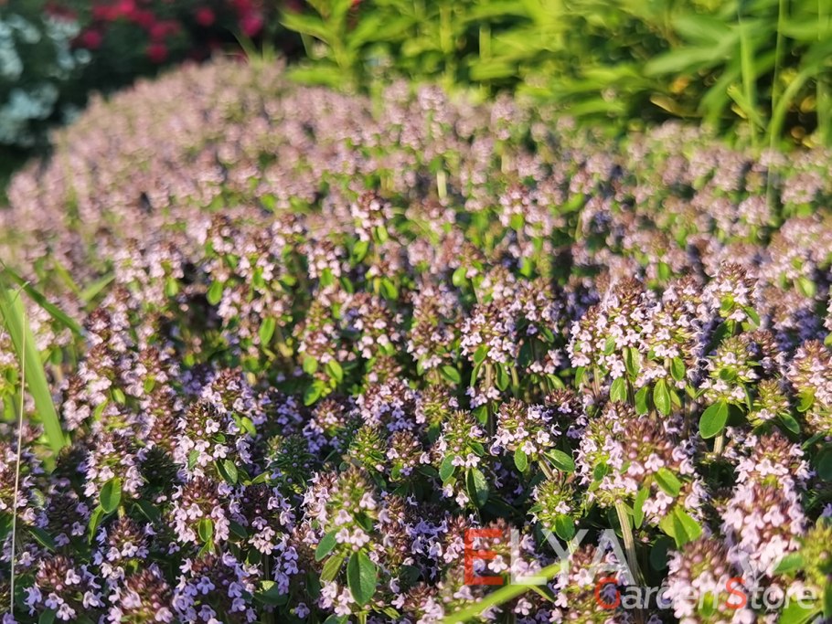 Чабрец в медицинских целях