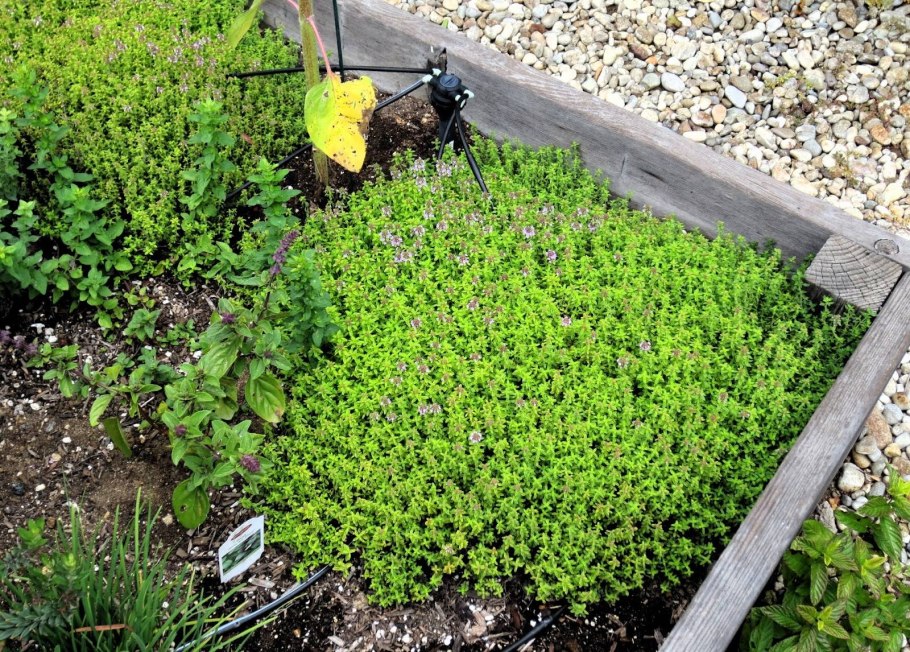 Тимьян ползучий (Thymus serpyllum) сиреневый