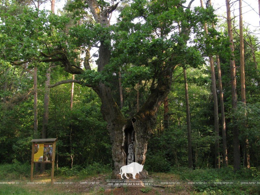 Дуб черешчатый (Quercus Robur)