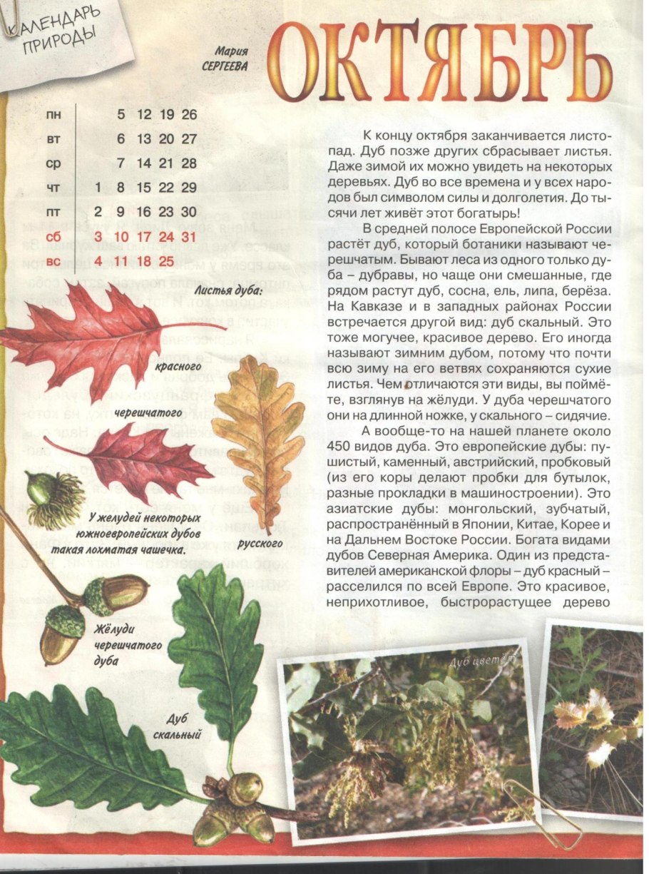 Фатима скальный дуб