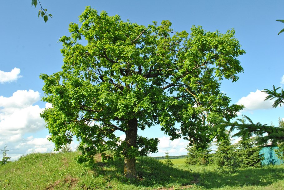 Стелмужский дуб