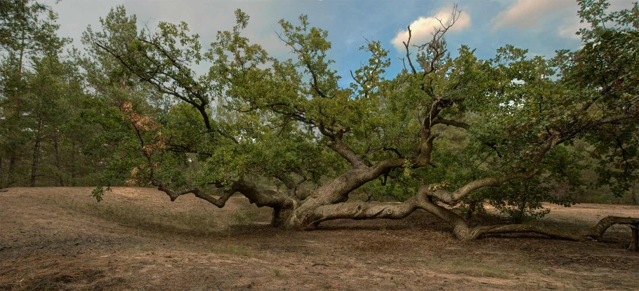 Лузитанский дерево