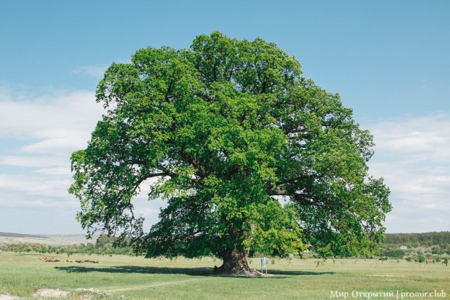 Дуб пушистый Крым