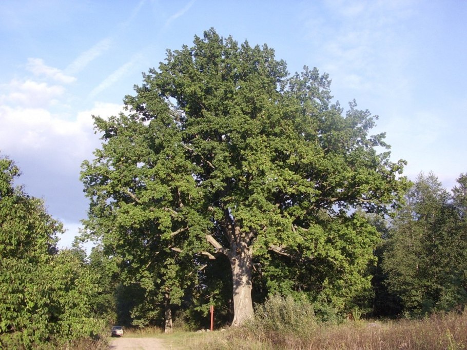 Дуб пильчатый (Quercus serrata)