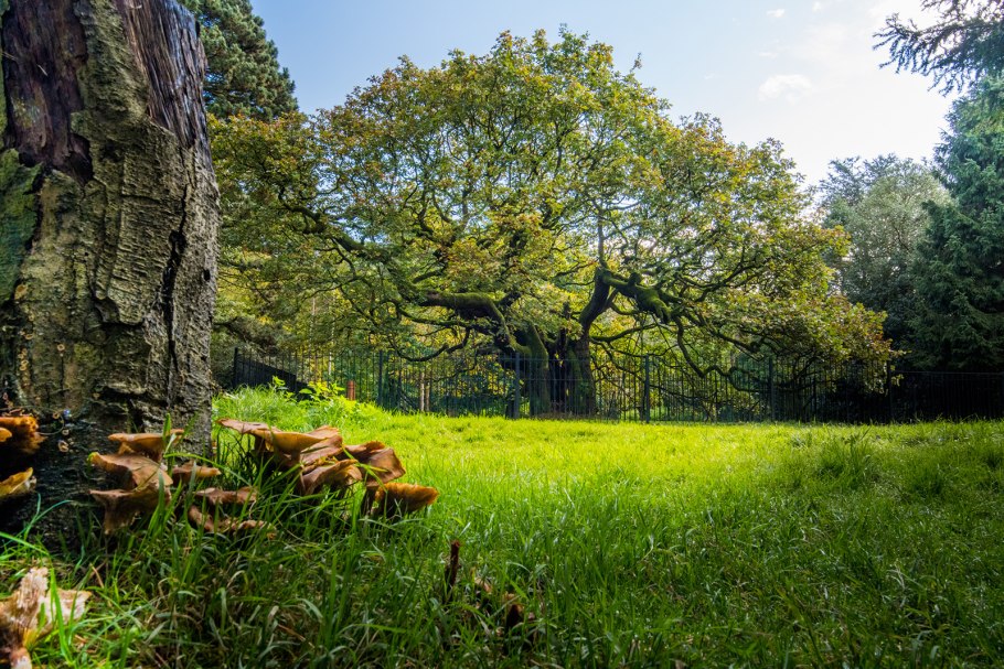 Пленка ПВХ дуб сонома светлый