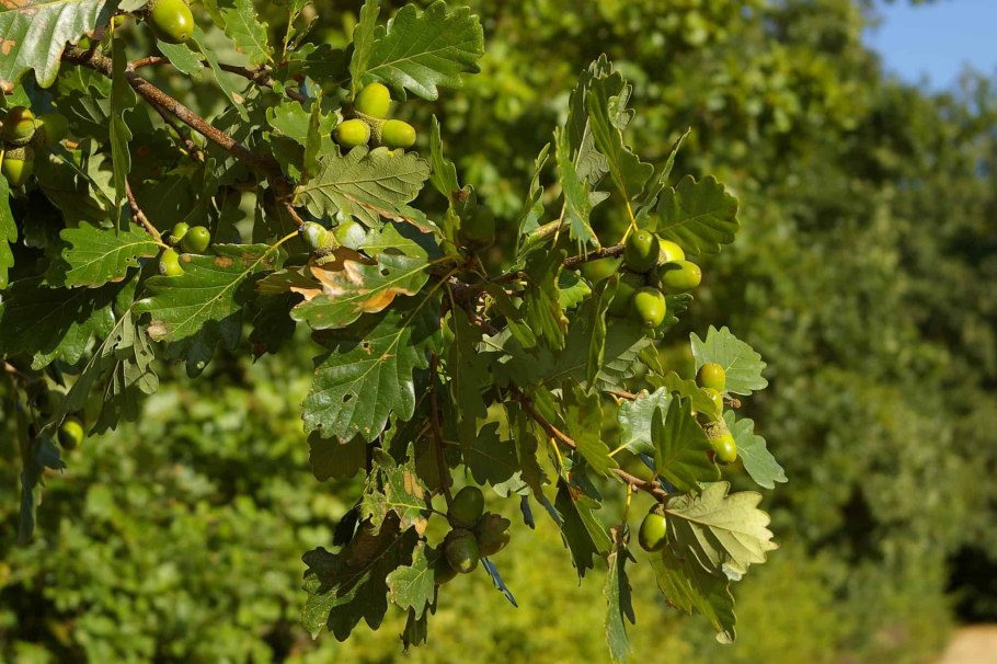 Беловежская пуща царь дуб