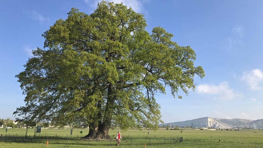 Дуб черешчатый Ботаническая иллюстрация