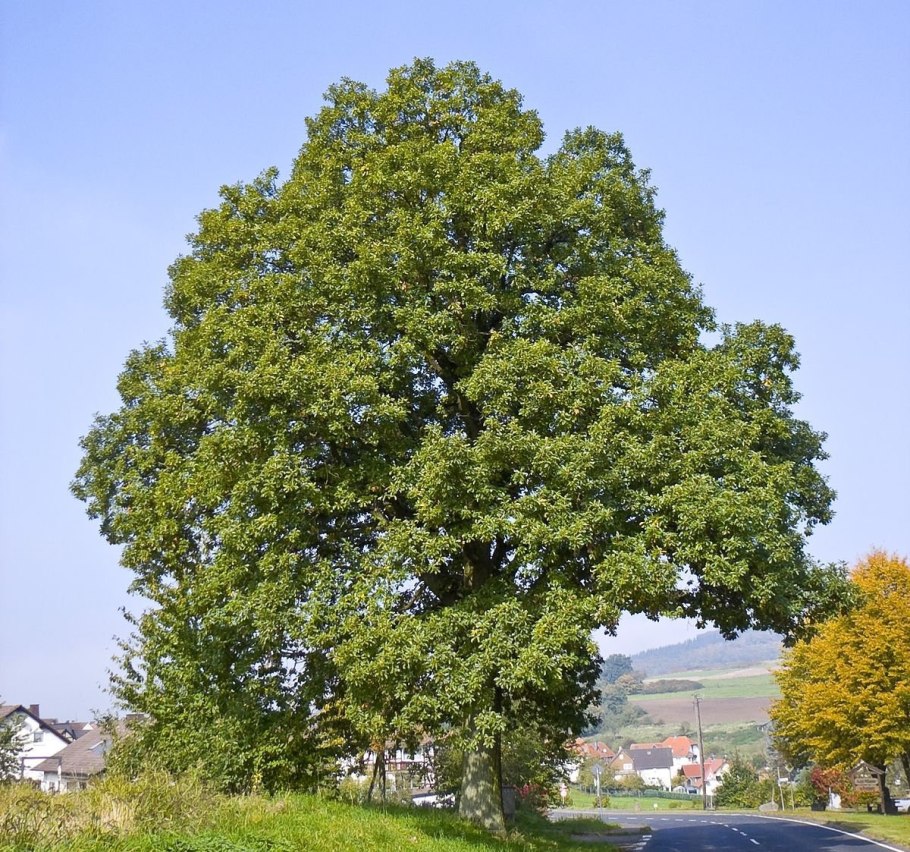 Беловежская пуща деревья великаны