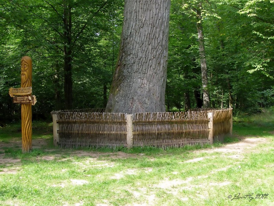 Дуб Джурупа