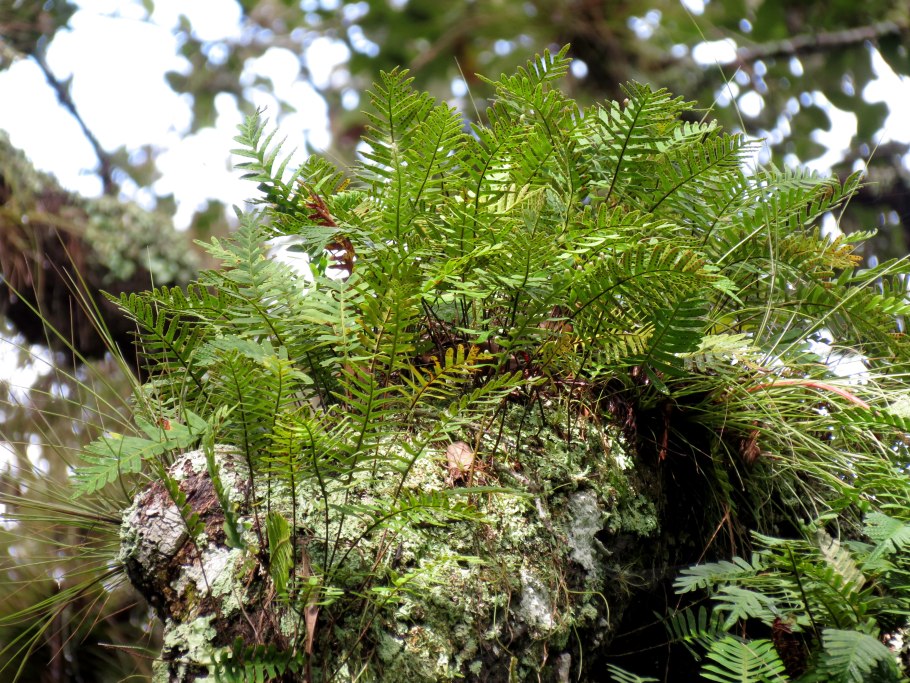 Фикус Кокколоба