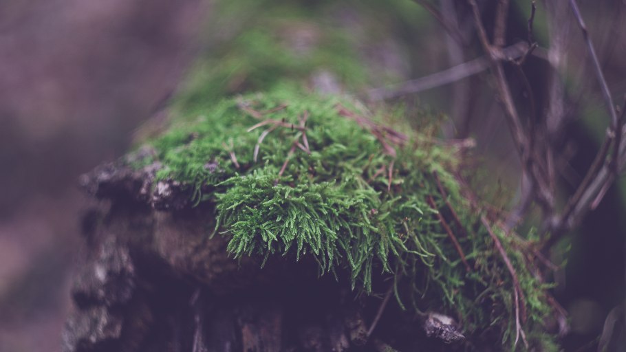 Папоротник дерево