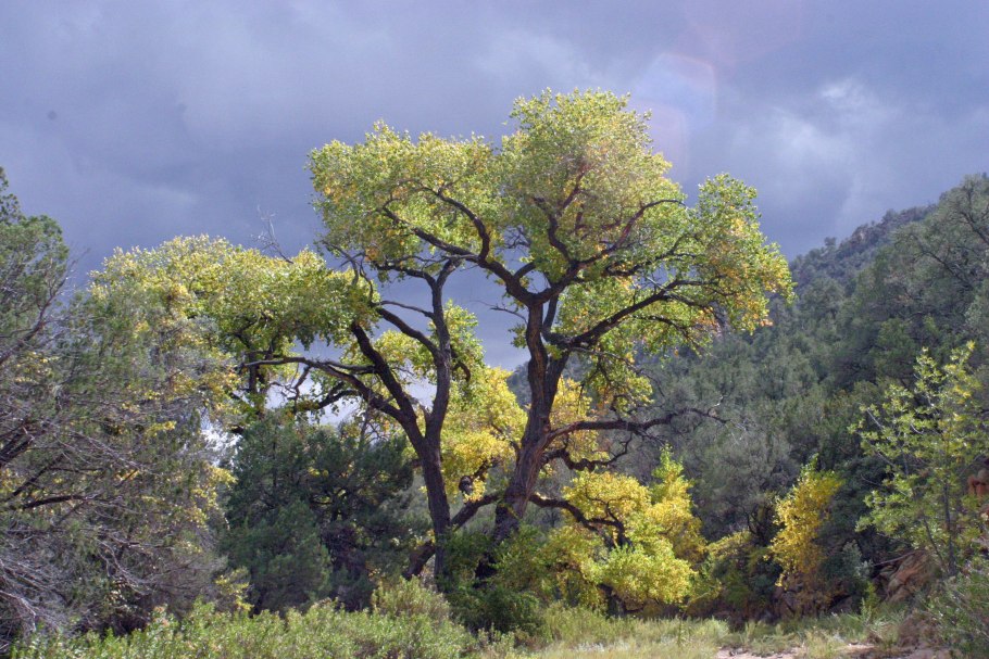 Мхи папоротники Московской области