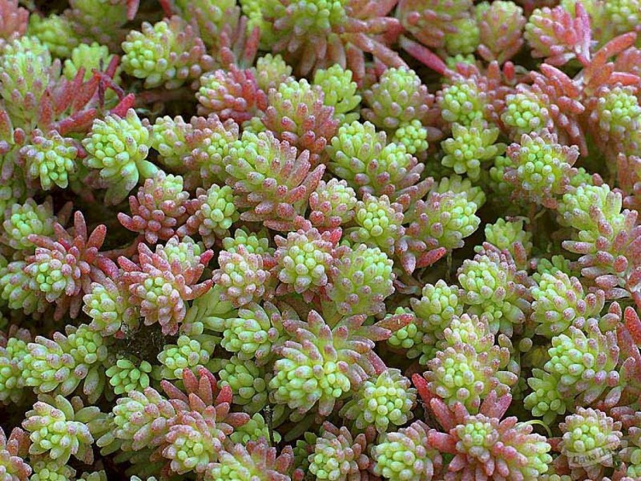 Очиток седум лидийский