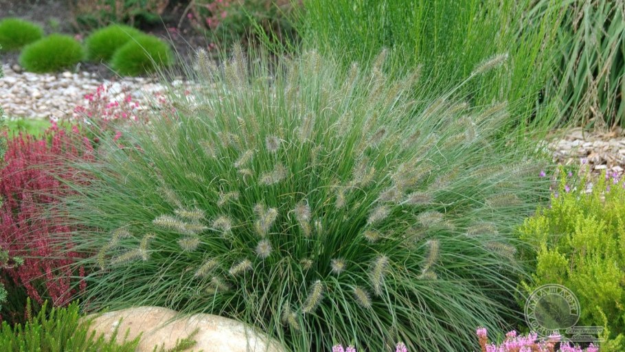 Овсяница сизая и мискантус