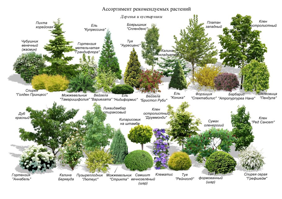 Схемы миксбордеров из кустарников и многолетников