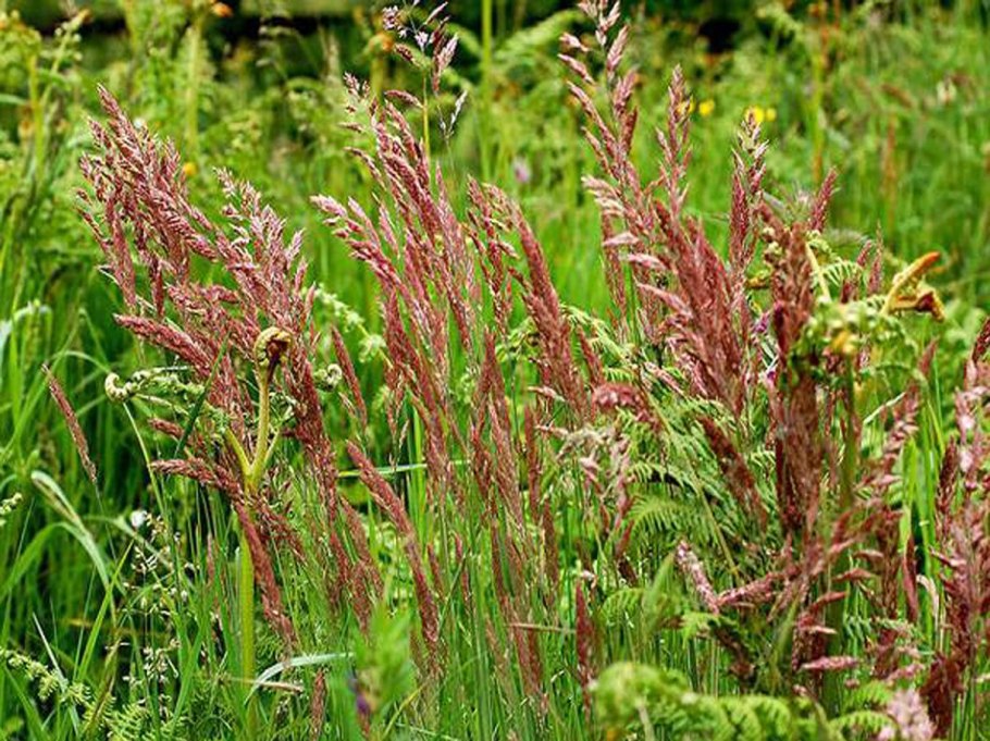 Растения на клумбе названия
