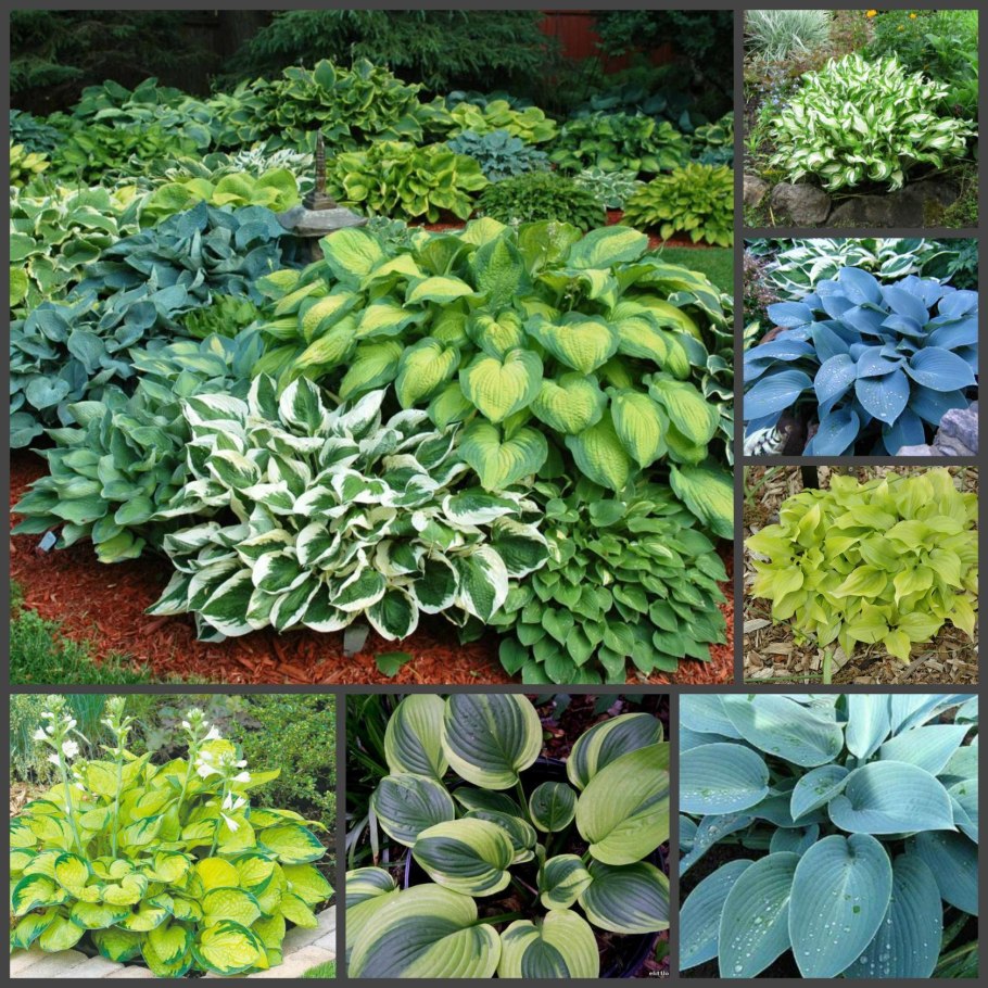 Хоста Анфогеттебл