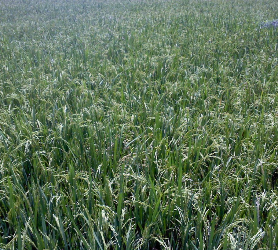 Тимофеевка мелколистная