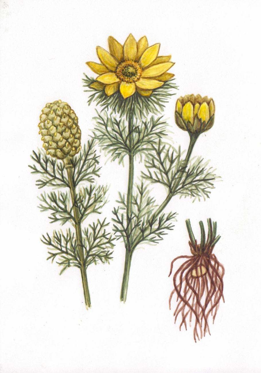 Параллельное жилкование листьев характерно для