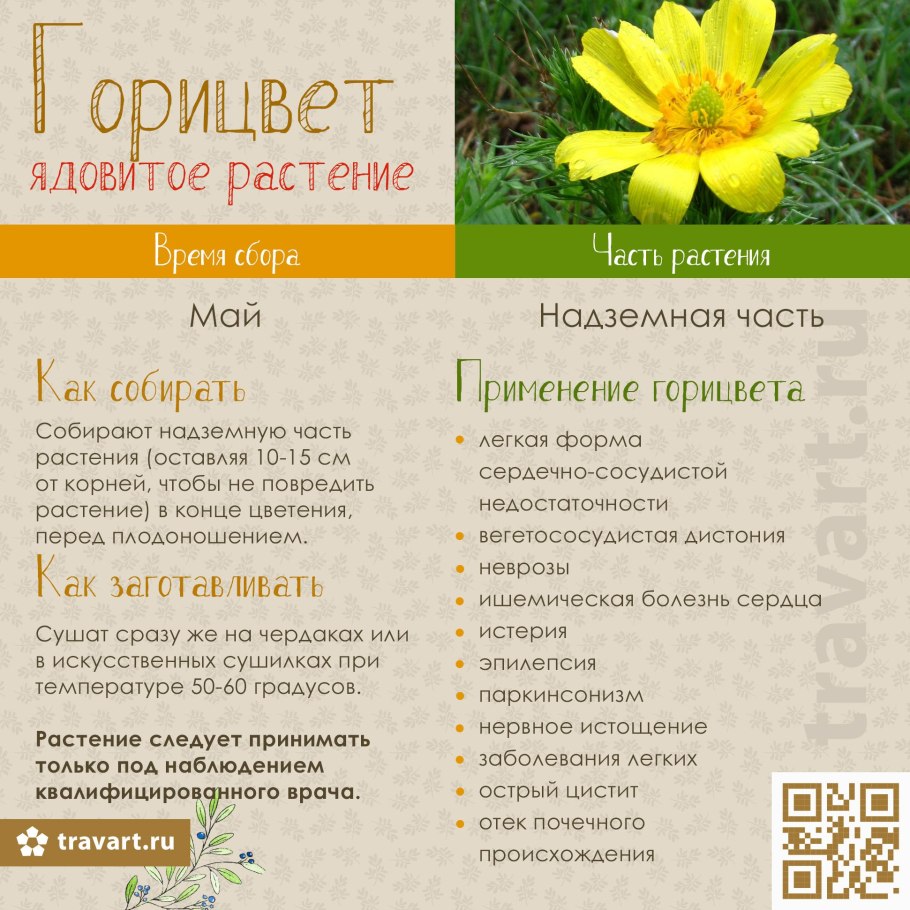 Адонис весенний (горицвет весенний)