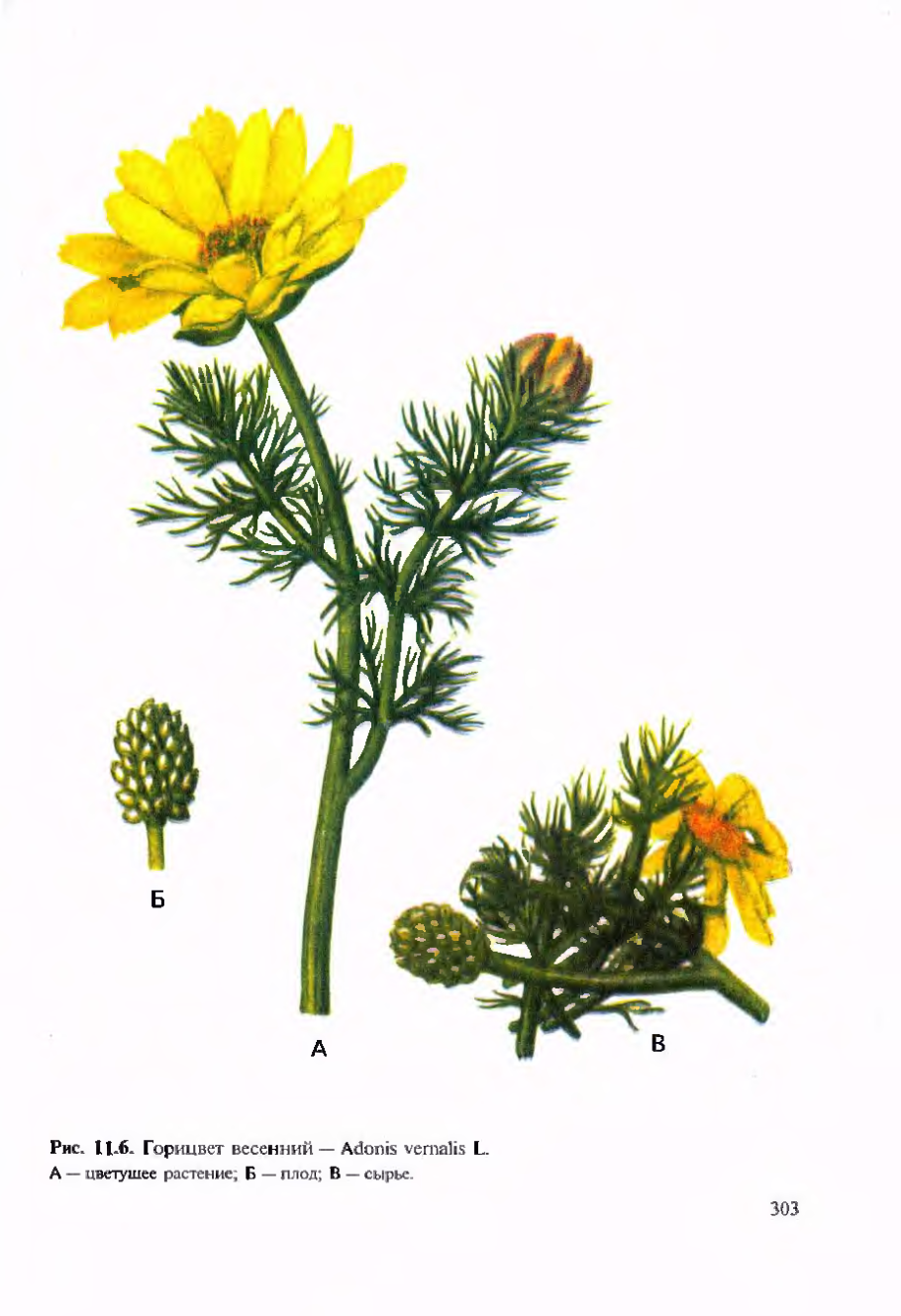 Адонис весенний (горицвет весенний)