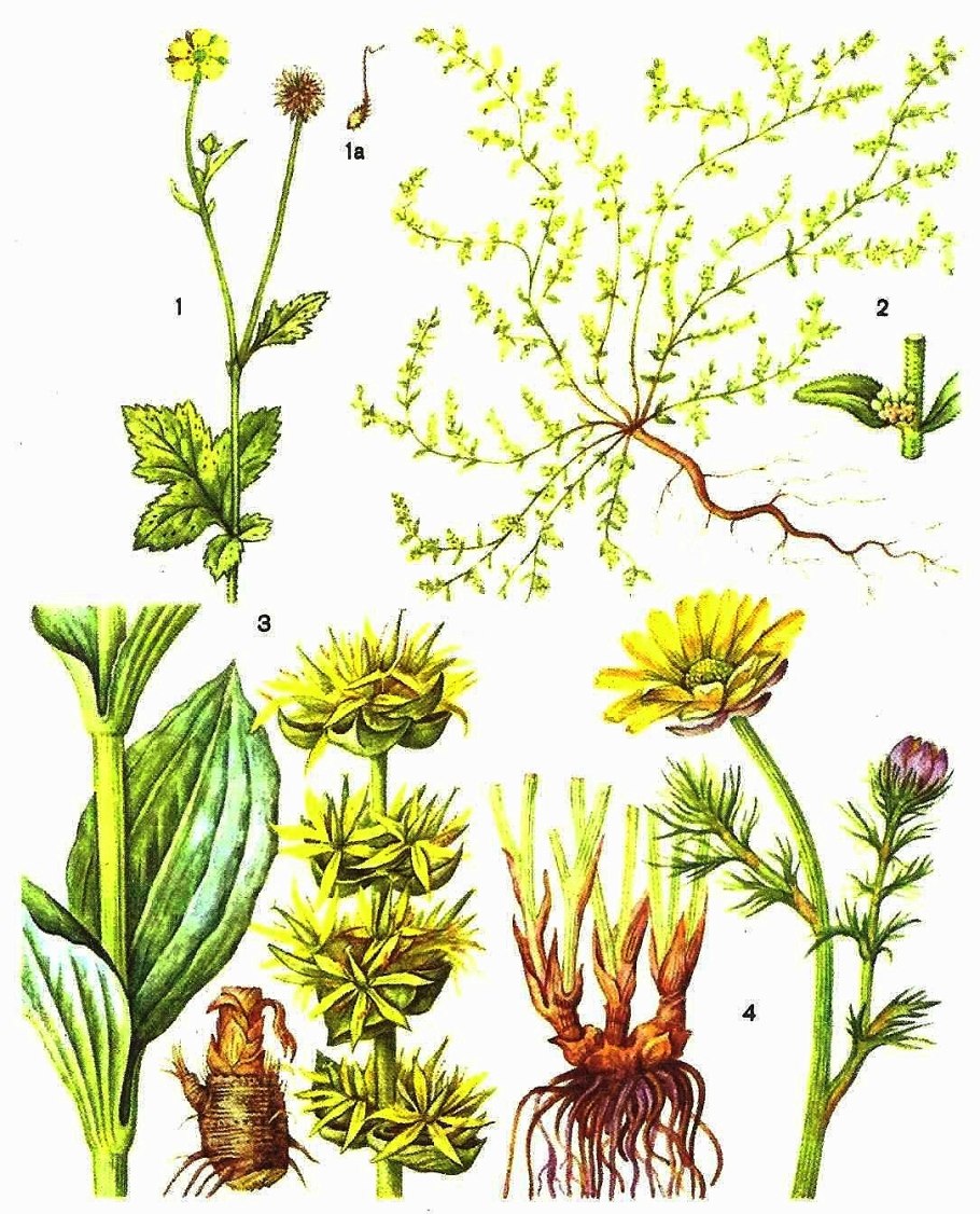 Адонис весенний Фармакогнозия