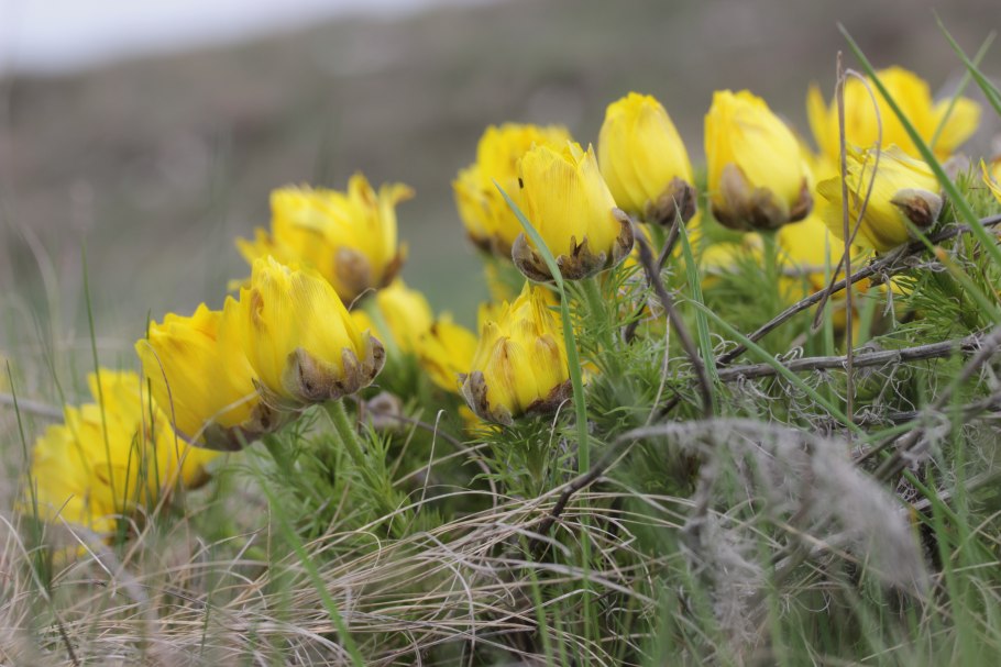Горицвет в степи
