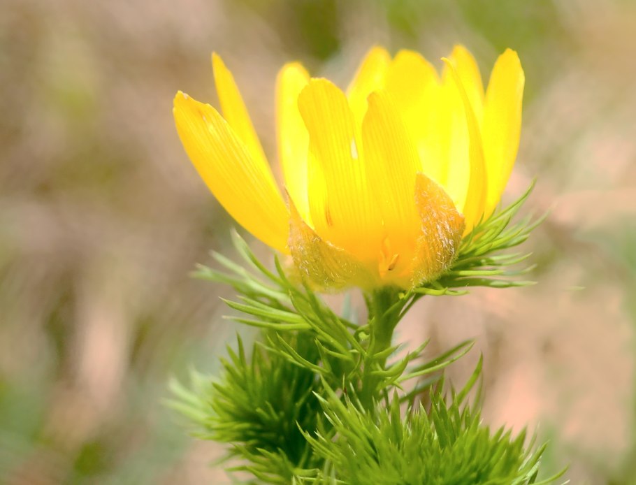 Адонис весенний горицвет