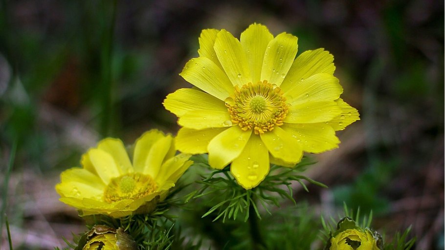 Рассмотрите лист и опишите