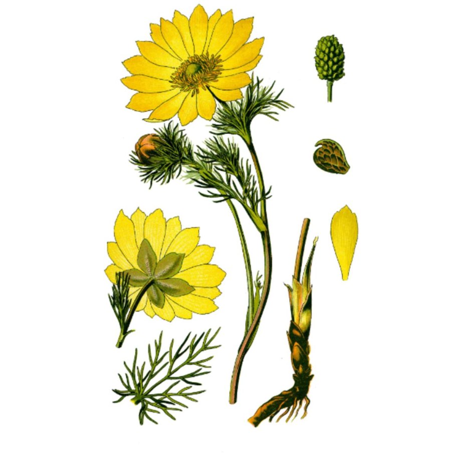 Голопопим в пять лет ню