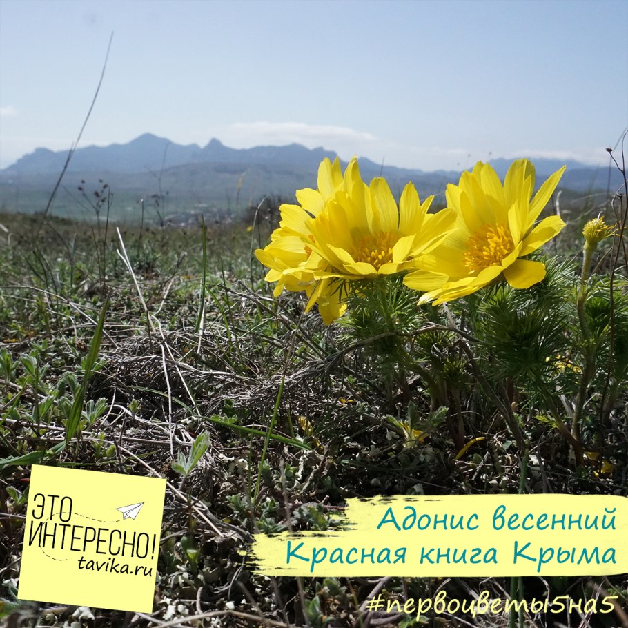 Адонис горицвет весенний красный